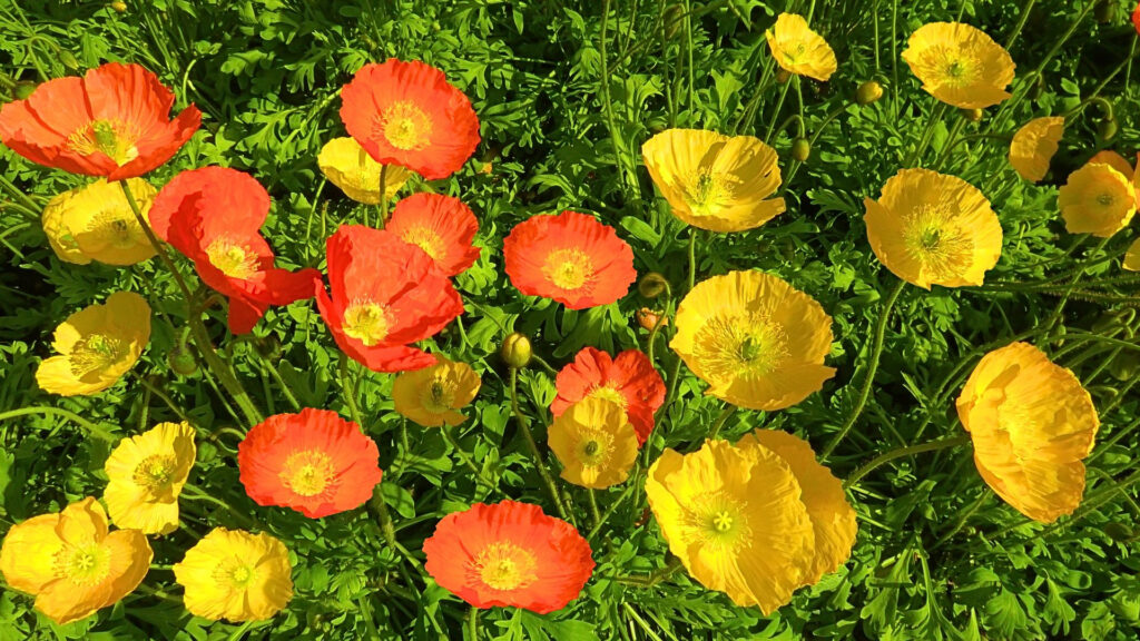 一人一花